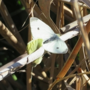 Pieris rapae at Tennent, ACT - 5 Aug 2020