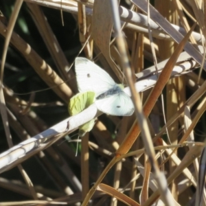 Pieris rapae at Tennent, ACT - 5 Aug 2020