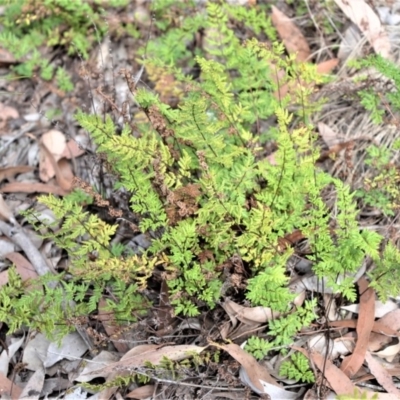 Cheilanthes sieberi subsp. sieberi (Mulga Rock Fern) at Bamarang, NSW - 6 Aug 2020 by plants