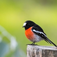 Petroica boodang (Scarlet Robin) at Felltimber Creek NCR - 20 Aug 2017 by Michelleco