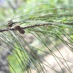 Casuarina cunninghamiana subsp. cunninghamiana (River She-Oak, River Oak) at Bamarang, NSW - 7 Aug 2020 by plants