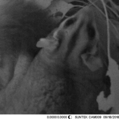 Petaurus norfolcensis (Squirrel Glider) at Thurgoona, NSW - 18 Sep 2018 by Alburyconservationcompany