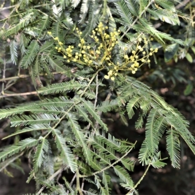 Acacia filicifolia at Bamarang, NSW - 6 Aug 2020 by plants