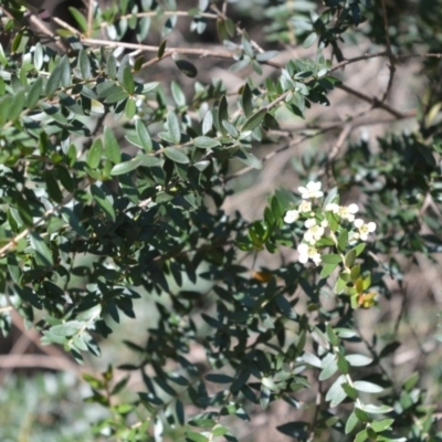 Sannantha pluriflora (Twiggy Heath Myrtle, Tall Baeckea) at Bamarang, NSW - 7 Aug 2020 by plants