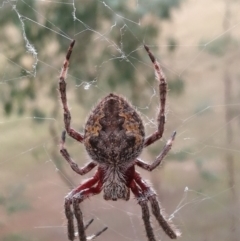 Hortophora transmarina (Garden Orb Weaver) at West Wodonga, VIC - 23 Apr 2017 by Michelleco