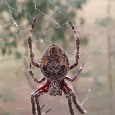 Hortophora transmarina (Garden Orb Weaver) at West Wodonga, VIC - 23 Apr 2017 by Michelleco