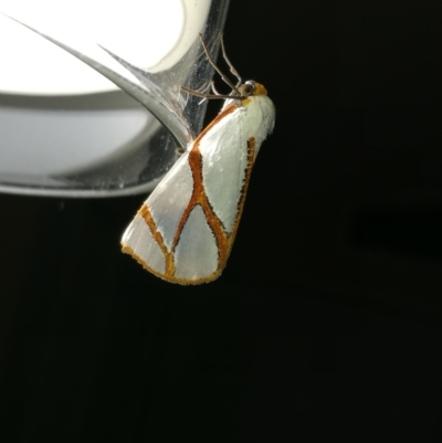 Thalaina clara (Clara's Satin Moth) at West Wodonga, VIC - 6 May 2017 by Michelleco