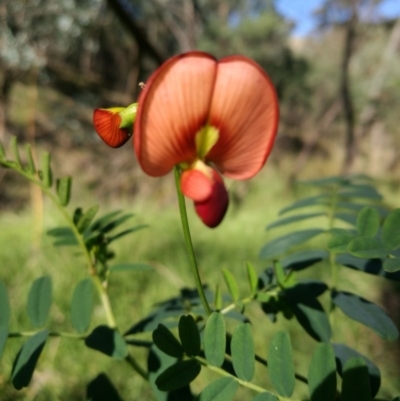 Swainsona galegifolia (Darling Pea) at West Wodonga, VIC - 7 May 2017 by Michelleco