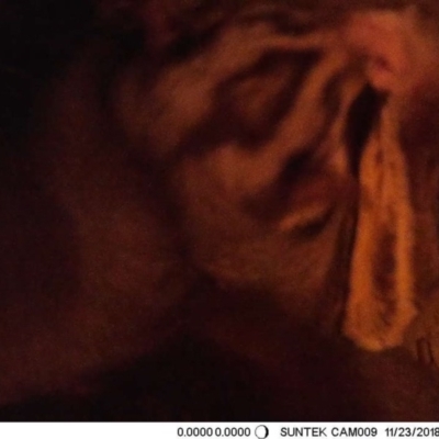 Petaurus norfolcensis (Squirrel Glider) at Thurgoona, NSW - 23 Nov 2018 by Alburyconservationcompany