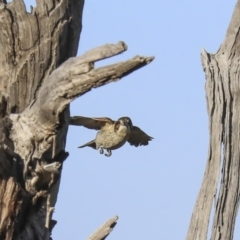 Cracticus torquatus (Grey Butcherbird) at The Pinnacle - 3 Aug 2020 by Alison Milton