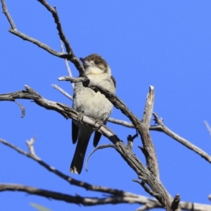 Cracticus torquatus at Hawker, ACT - 4 Aug 2020