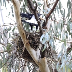 Gymnorhina tibicen (Australian Magpie) at Hawker, ACT - 4 Aug 2020 by AlisonMilton