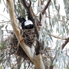 Gymnorhina tibicen at Hawker, ACT - 4 Aug 2020