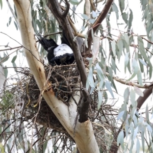 Gymnorhina tibicen at Hawker, ACT - 4 Aug 2020