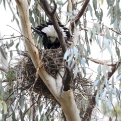 Gymnorhina tibicen at Hawker, ACT - 4 Aug 2020