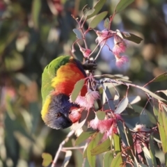 Trichoglossus moluccanus (Rainbow Lorikeet) at Higgins, ACT - 6 Aug 2020 by Alison Milton