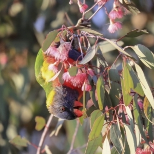 Trichoglossus moluccanus at Higgins, ACT - 6 Aug 2020