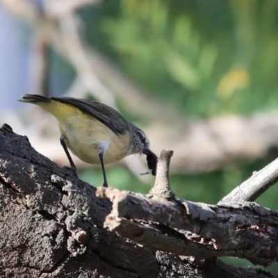 Acanthiza chrysorrhoa (Yellow-rumped Thornbill) at Acton, ACT - 6 Aug 2020 by Alison Milton