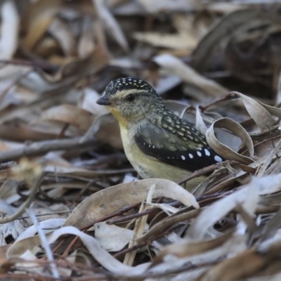 Pardalotus punctatus (Spotted Pardalote) at Acton, ACT - 6 Aug 2020 by AlisonMilton