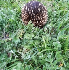 Tachyglossus aculeatus (Short-beaked Echidna) at West Wodonga, VIC - 26 Aug 2017 by Michelleco