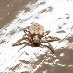 Cymbacha ocellata (Crab spider) at ANBG - 17 Jul 2020 by Roger