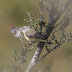 Acanthiza chrysorrhoa at Googong, NSW - 2 Aug 2020