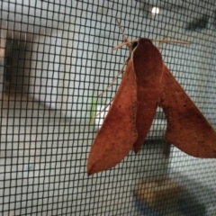 Hippotion scrofa (Coprosma Hawk Moth) at West Wodonga, VIC - 30 Aug 2018 by Michelleco