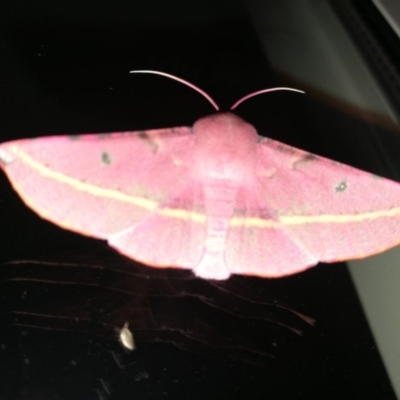 Oenochroma vinaria (Pink-bellied Moth, Hakea Wine Moth) at West Wodonga, VIC - 17 Oct 2018 by Michelleco
