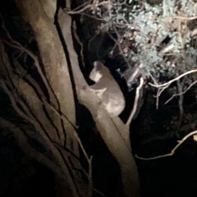 Phascolarctos cinereus (Koala) at West Wodonga, VIC - 4 Apr 2019 by Michelleco