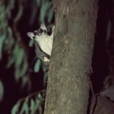 Petaurus norfolcensis (Squirrel Glider) at Felltimber Creek NCR - 11 Apr 2019 by Michelleco
