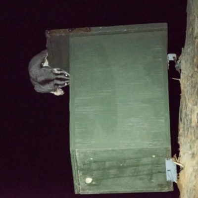 Petaurus norfolcensis (Squirrel Glider) at Felltimber Creek NCR - 29 Aug 2019 by Michelleco