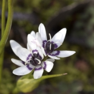 Wurmbea dioica subsp. dioica at Holt, ACT - 4 Aug 2020