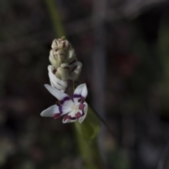 Wurmbea dioica subsp. dioica at Holt, ACT - 4 Aug 2020