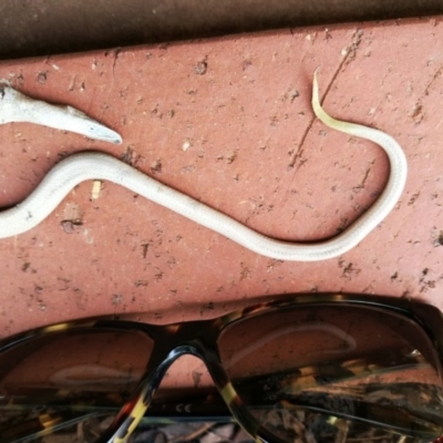 Lialis burtonis (Burton's Snake-lizard) at West Wodonga, VIC - 1 Feb 2020 by Michelleco