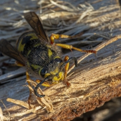 Vespula germanica (German Yellowjacket Wasp (also known as European Wasp)) at Googong, NSW - 5 Aug 2020 by WHall