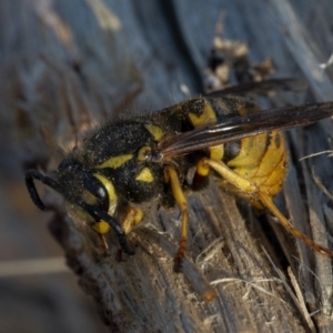 Vespula germanica at Googong, NSW - 5 Aug 2020