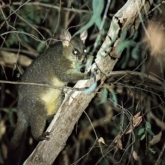 Trichosurus vulpecula (Common Brushtail Possum) at West Wodonga, VIC - 1 Mar 2019 by Michelleco