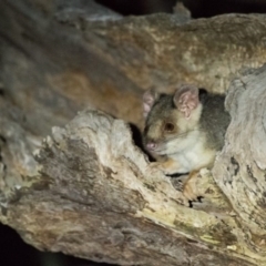 Pseudocheirus peregrinus (Common Ringtail Possum) at West Wodonga, VIC - 1 Mar 2019 by Michelleco