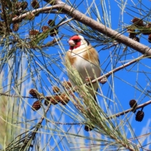 Carduelis carduelis at Fyshwick, ACT - 6 Aug 2020