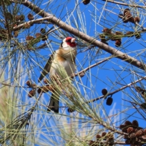 Carduelis carduelis at Fyshwick, ACT - 6 Aug 2020 01:22 PM