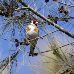 Carduelis carduelis at Fyshwick, ACT - 6 Aug 2020