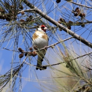 Carduelis carduelis at Fyshwick, ACT - 6 Aug 2020