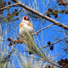 Carduelis carduelis at Fyshwick, ACT - 6 Aug 2020