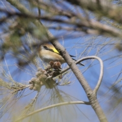 Carduelis carduelis at Fyshwick, ACT - 6 Aug 2020 01:22 PM