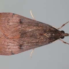 Uresiphita ornithopteralis (Tree Lucerne Moth) at Ainslie, ACT - 28 Jul 2020 by jb2602