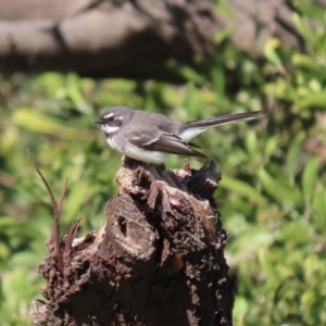 Rhipidura albiscapa at Fyshwick, ACT - 6 Aug 2020 12:46 PM