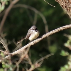 Rhipidura albiscapa at Fyshwick, ACT - 6 Aug 2020 12:46 PM