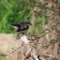 Rhipidura albiscapa at Fyshwick, ACT - 6 Aug 2020 12:46 PM