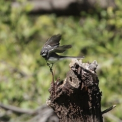 Rhipidura albiscapa at Fyshwick, ACT - 6 Aug 2020 12:46 PM