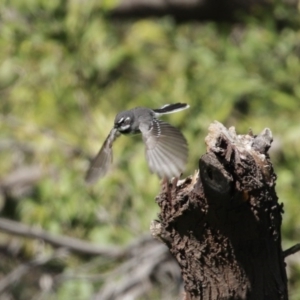 Rhipidura albiscapa at Fyshwick, ACT - 6 Aug 2020 12:46 PM